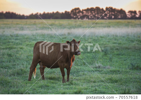 Cow inthefield.La Pampa Argentina 70557618