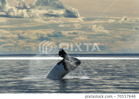 Southern Right Whale emerging and breathing 70557646
