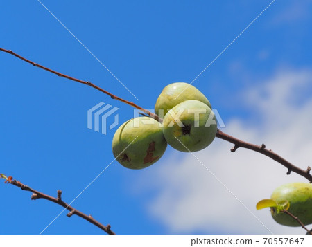 卡琳的果實 70557647