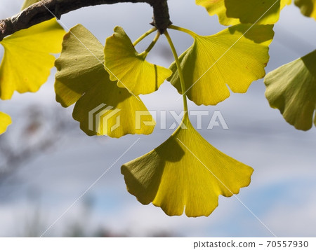 Ginkgo biloba which began to color Ginkgo biloba which began to color 70557930