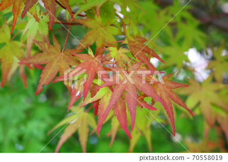 Maple tree 70558019