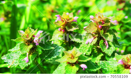 Hotokenoza（Sangaigusa）花 70558109