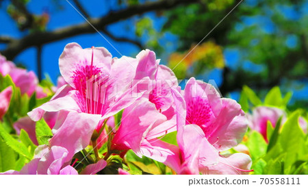 風景與藤花 風景與藤花 70558111