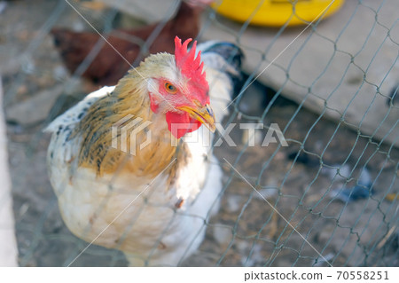 farm animals 70558251