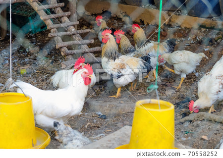 farm animals 70558252