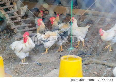 farm animals farm animals 70558253