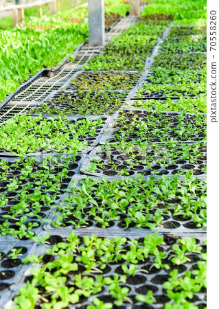 Image of young plants growing in a greenhouse. 70558260