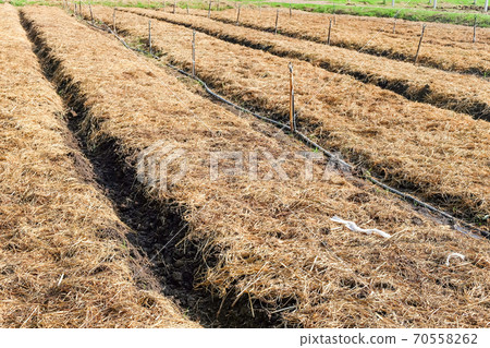 Preparing soil for plantation Preparing soil for plantation 70558262