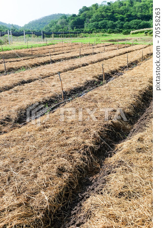 Preparing soil for plantation Preparing soil for plantation 70558263