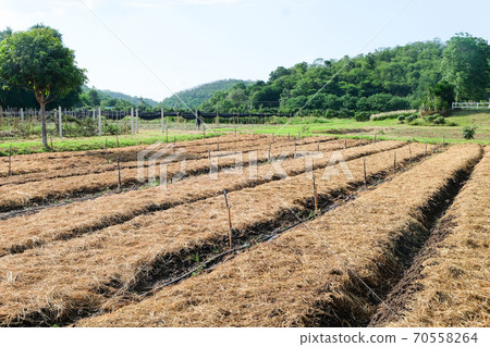 Preparing soil for plantation Preparing soil for plantation 70558264