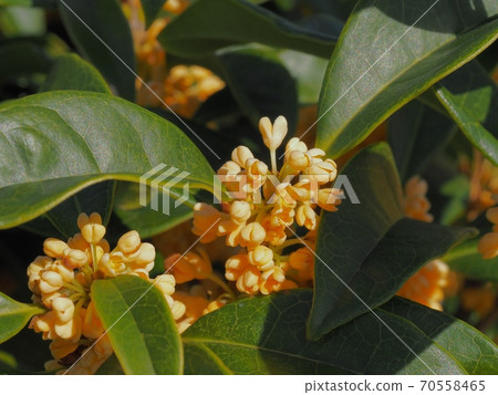 Osmanthus flower 70558465