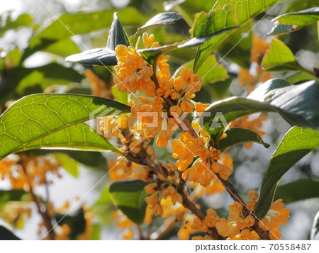 Osmanthus flower 70558487
