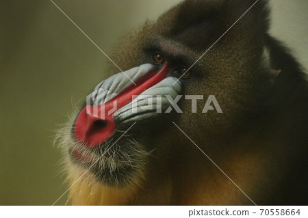 Mandrill with a beautiful nose Tennoji Zoo Mandrill with a beautiful nose Tennoji Zoo 70558664