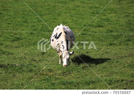 Holstein cattle Holstein cattle 70558887