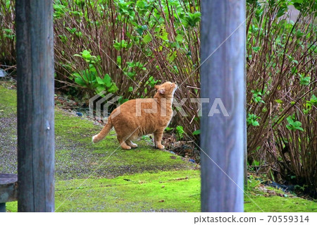 A cat who found something A cat who found something 70559314