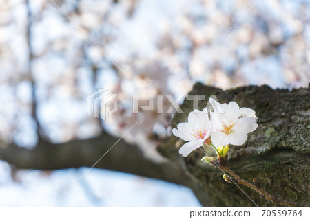 Cherry blossoms that bloom directly from the tree Cherry blossoms that bloom directly from the tree 70559764
