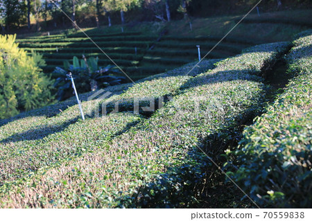 beautiful green tea garden in farm 70559838