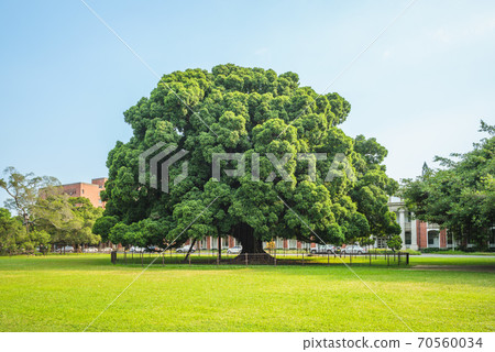 National Cheng Kung University Banyan Park in tainan, taiwan 70560034