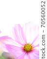 Cosmos transparent Cosmos transparent 70560052