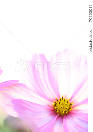 Cosmos transparent 70560052