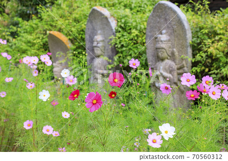 Hanwaka Temple Hydrangea and Cosmos co-starring Hanwaka Temple Hydrangea and Cosmos co-starring 70560312