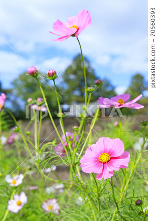 Hanwaka Temple繡球花和宇宙共同主演 70560393