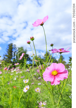 Hanwaka Temple繡球花和宇宙共同主演 70560394