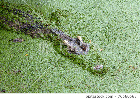 Scary Crocodile swims in green marshes. Scary Crocodile swims in green marshes. 70560565
