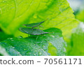 Atractomorpha lata 70561171