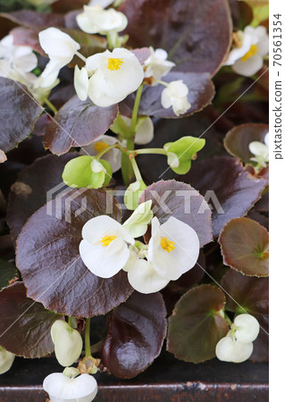 Begonia Sempa Florence with beautiful copper leaves and white flowers Begonia Sempa Florence with beautiful copper leaves and white flowers 70561354
