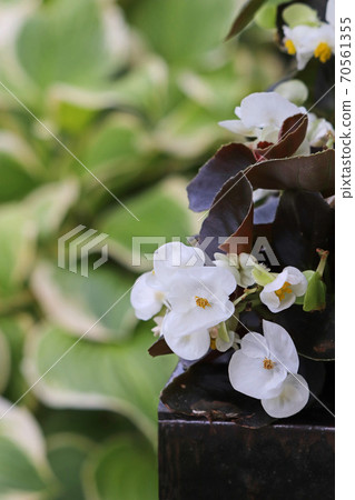 Begonia Sempa Florence with beautiful copper leaves and white flowers Begonia Sempa Florence with beautiful copper leaves and white flowers 70561355