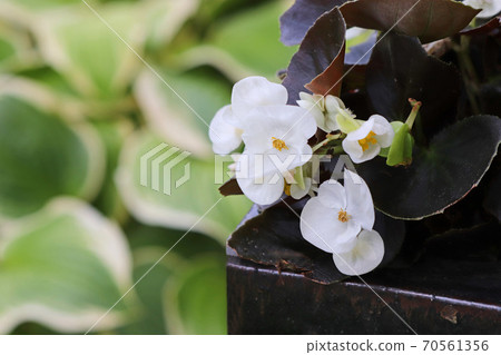秋海棠海棠佛羅倫薩與美麗的銅葉和白花 秋海棠海棠佛羅倫薩與美麗的銅葉和白花 70561356