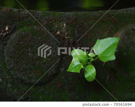 fresh green young plant grow up on dark brown wet earth floor in garden after rainy nights showing contrast of colors lighting meaning and feeling of survived natural life fresh green young plant grow up on dark brown wet earth floor in garden after rainy nights showing contrast of colors lighting meaning and feeling of survived natural life 70561694