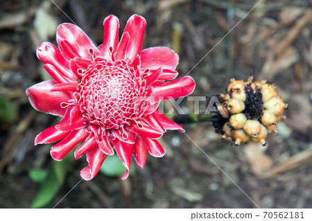 Bloom of torch ginge Bloom of torch ginge 70562181