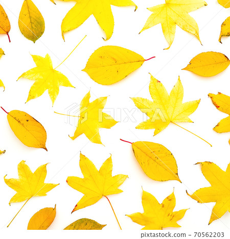 Autumnal pattern with fall yellow leaves isolated on white background. Flat lay, top view 70562203