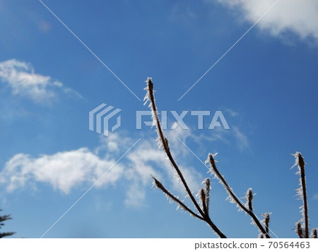 雪在樹枝上 70564463