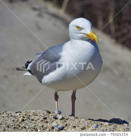 european herring gull on heligoland 70565254