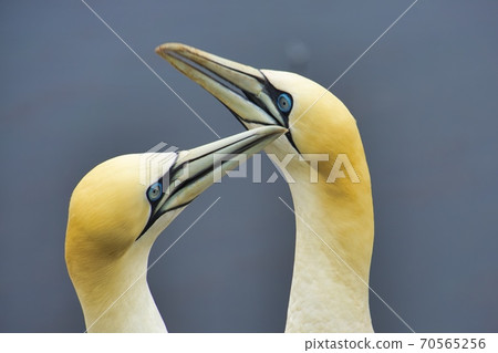 Northern Garnet on the red Rock - Morus bassanus, 70565256