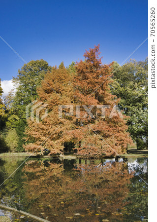 autumn tree imirroring in a pond autumn tree imirroring in a pond 70565260