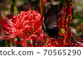 Spangle butterfly and cluster amaryllis Spangle butterfly and cluster amaryllis 70565290