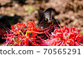 Spangle butterfly and cluster amaryllis Spangle butterfly and cluster amaryllis 70565291
