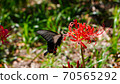 Spangle butterfly and cluster amaryllis Spangle butterfly and cluster amaryllis 70565292