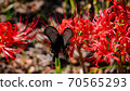 Spangle butterfly and cluster amaryllis Spangle butterfly and cluster amaryllis 70565293