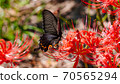 Spangle butterfly and cluster amaryllis Spangle butterfly and cluster amaryllis 70565294