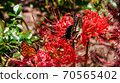 Swallowtail butterfly and Higanbana Swallowtail butterfly and Higanbana 70565402