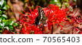 Swallowtail butterfly and Higanbana 70565403