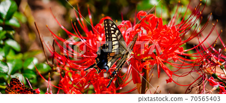 Swallowtail butterfly and Higanbana Swallowtail butterfly and Higanbana 70565403