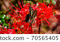 Swallowtail butterfly and Higanbana Swallowtail butterfly and Higanbana 70565405
