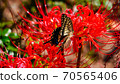 Swallowtail butterfly and Higanbana Swallowtail butterfly and Higanbana 70565406