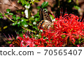 Swallowtail butterfly and Higanbana Swallowtail butterfly and Higanbana 70565407
